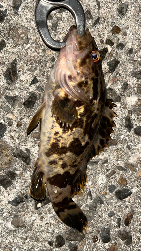 タケノコメバルの釣果