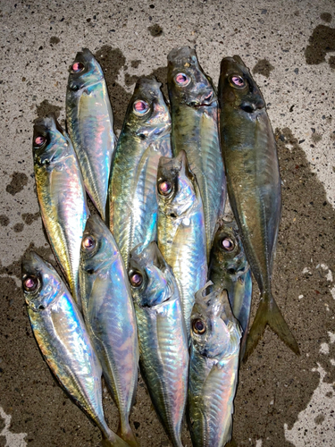 アジの釣果