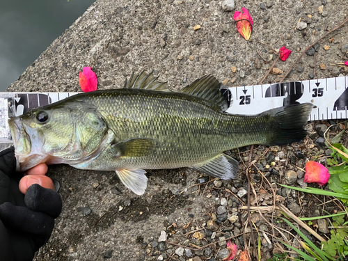 ブラックバスの釣果