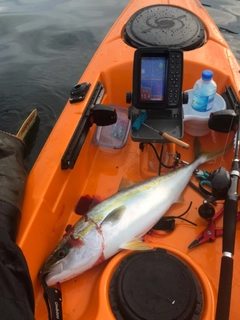 メジロの釣果