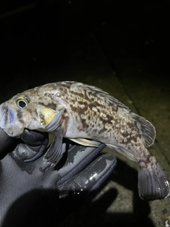 クロソイの釣果