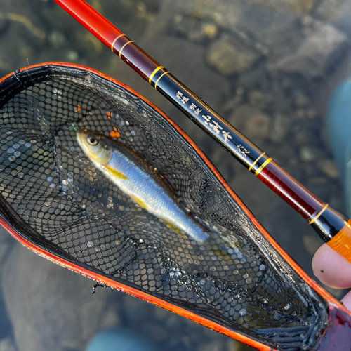 カワムツの釣果