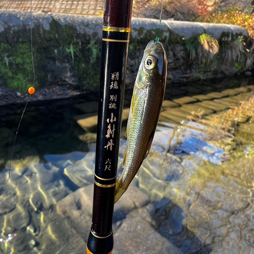 カワムツの釣果