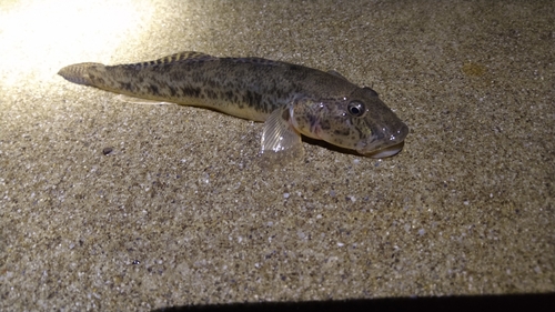 ハゼの釣果