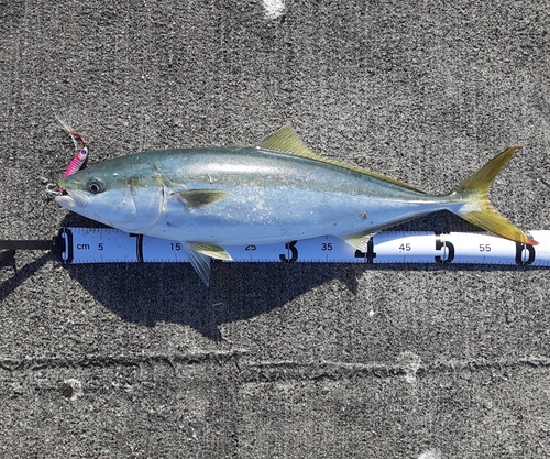 ワラサの釣果