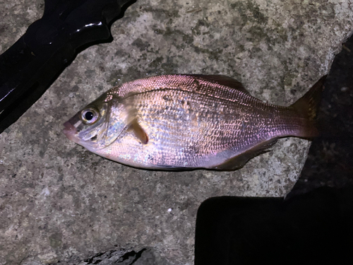 ウミタナゴの釣果