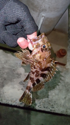 カサゴの釣果