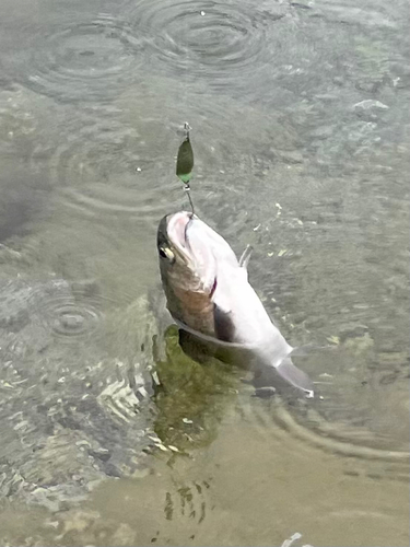 レインボートラウトの釣果