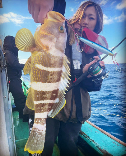 アオハタの釣果