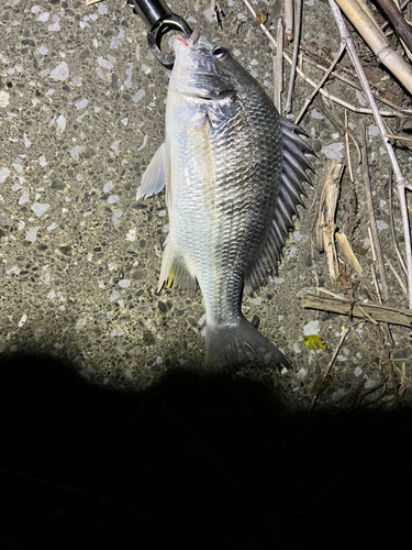 キチヌの釣果