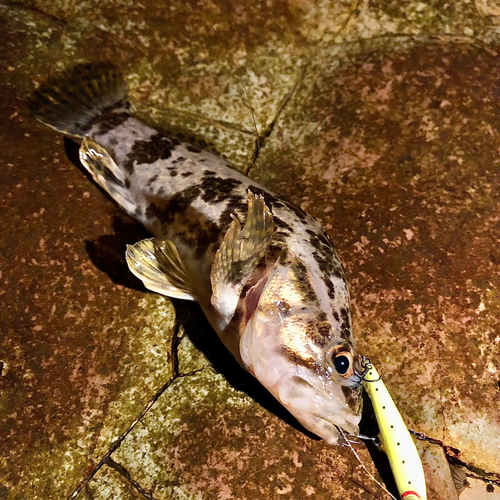 タケノコメバルの釣果