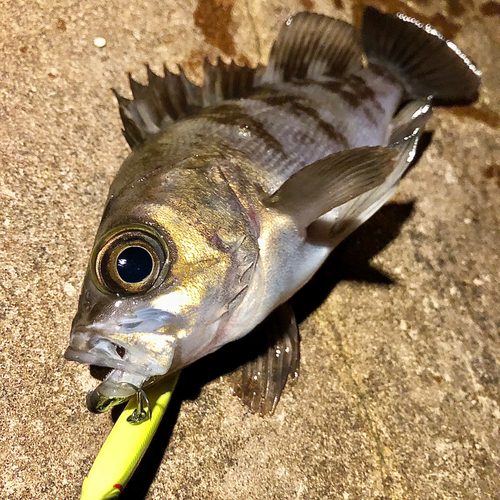 メバルの釣果