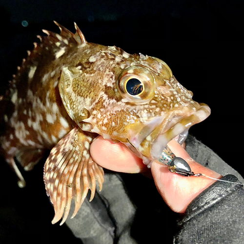 カサゴの釣果