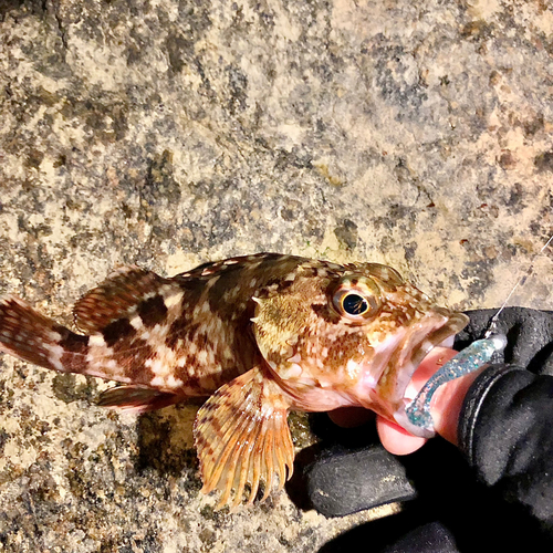 カサゴの釣果