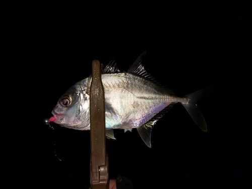 メッキの釣果