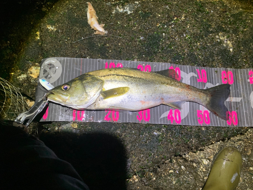 シーバスの釣果