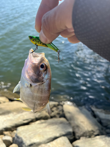 メッキの釣果