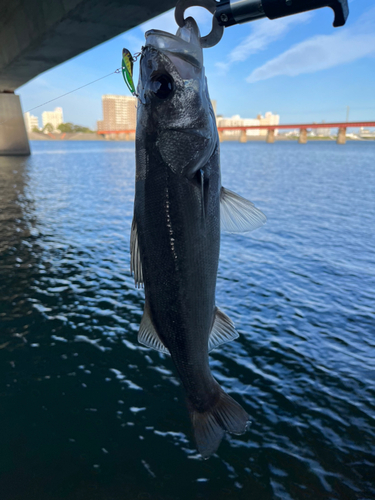 セイゴ（マルスズキ）の釣果