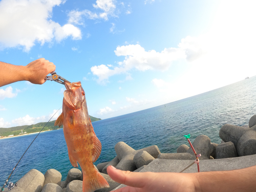 アカジンミーバイの釣果