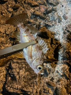 メバルの釣果