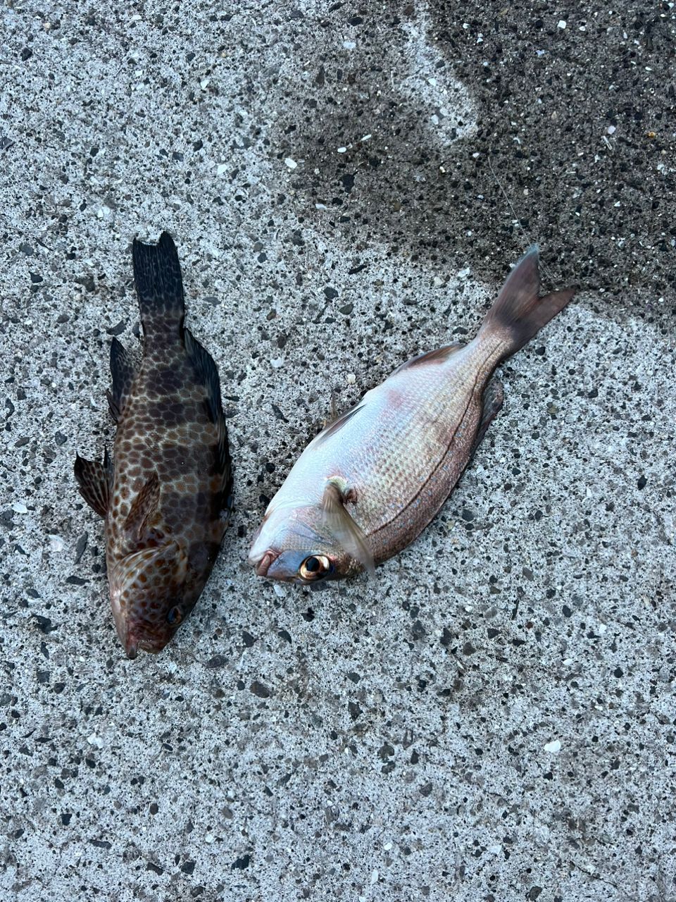 カマス