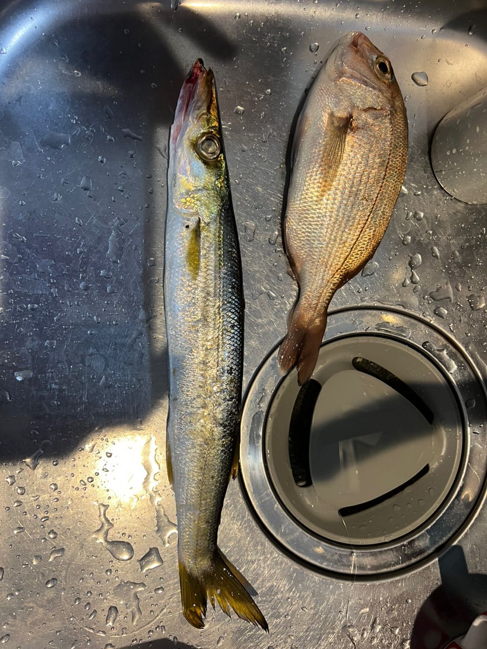 カマス