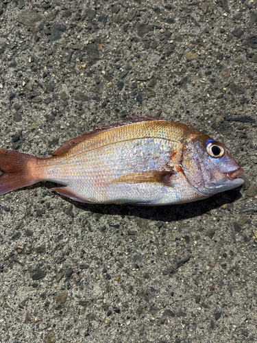 チダイの釣果