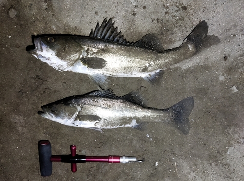 シーバスの釣果