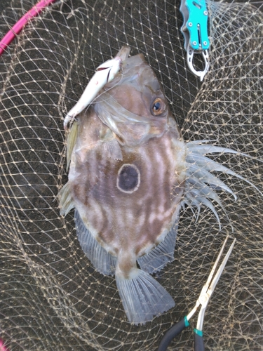 マトウダイの釣果