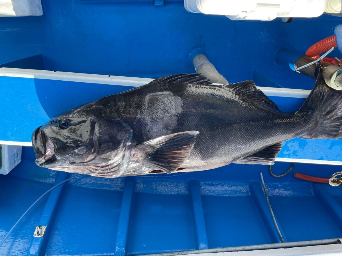 shizuシズさんの釣果 2枚目の画像