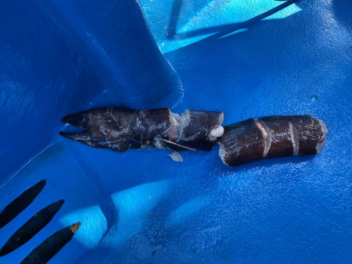 shizuシズさんの釣果 3枚目の画像