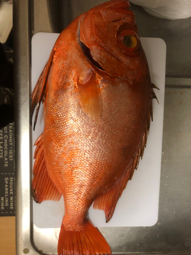 チカメキントキの釣果