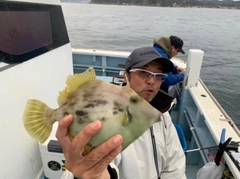 カワハギの釣果