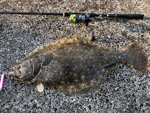 ヒラメの釣果