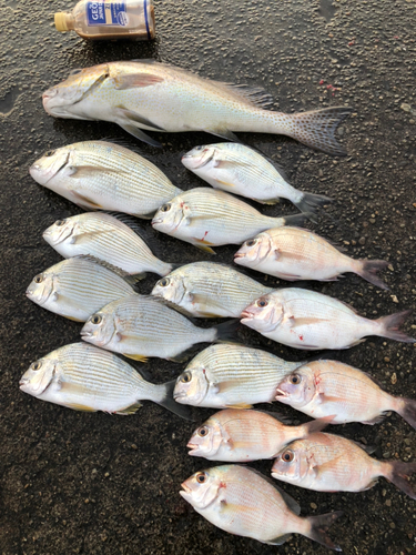 コロダイの釣果