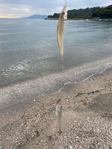 キスの釣果