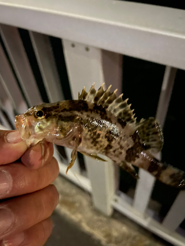 タケノコメバルの釣果