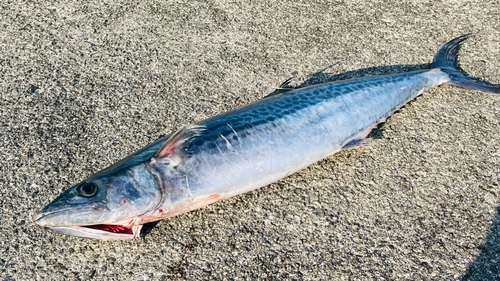 サワラの釣果