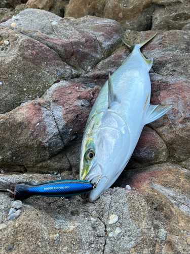 ヤズの釣果