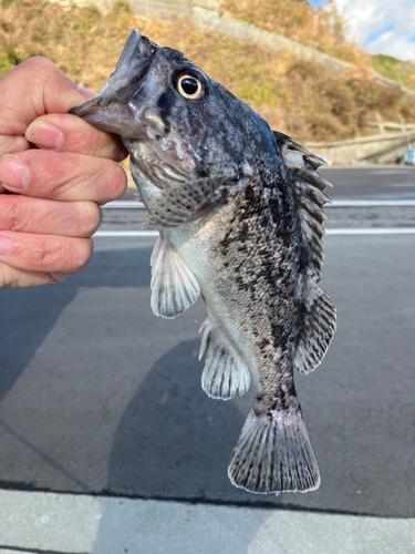 クロソイの釣果