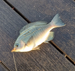 メジナの釣果