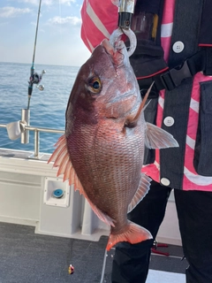 マダイの釣果