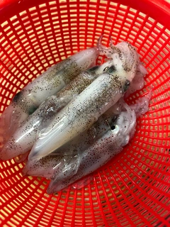 ヒイカの釣果