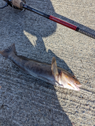 アイナメの釣果