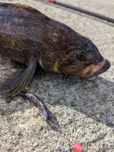 アイナメの釣果