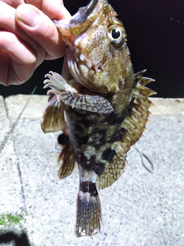 アラカブの釣果