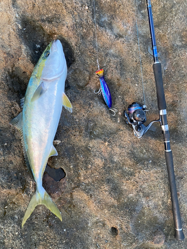 ハマチの釣果