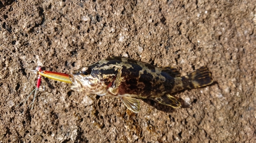 タケノコメバルの釣果