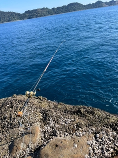 イシダイの釣果