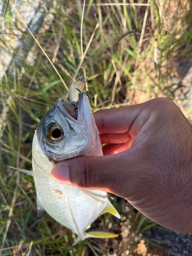 ギンガメアジの釣果